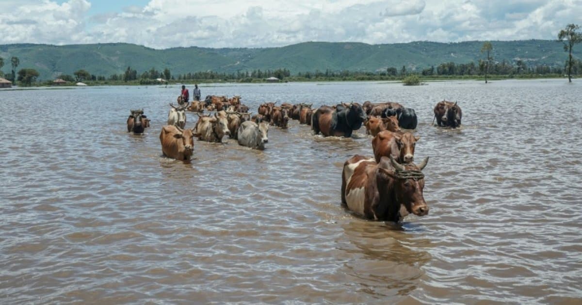 Kenya : 81 morts dans les inondations, l'Afrique face au défi climatique