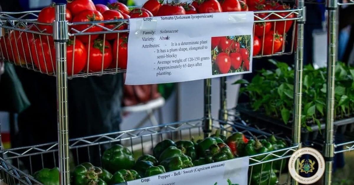 Ghana : vers l'autosuffisance alimentaire avec le programme 'Nourrir le Ghana'