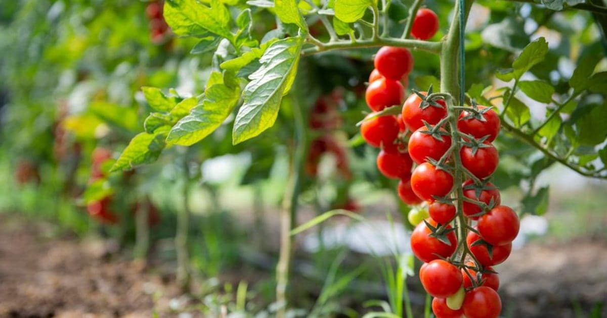 Le Maroc conquiert l'Europe avec ses tomates